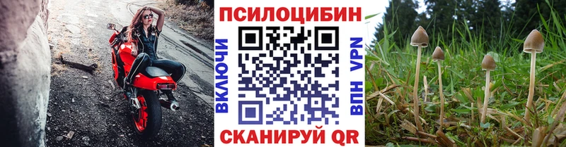 как найти закладки  Кудрово  Псилоцибиновые грибы Psilocybe 